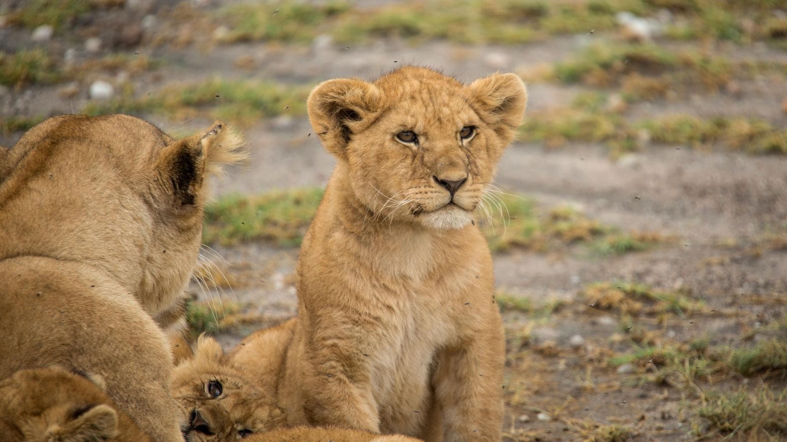 Banner image of Tanzania Family Journey: A Serengeti Safari