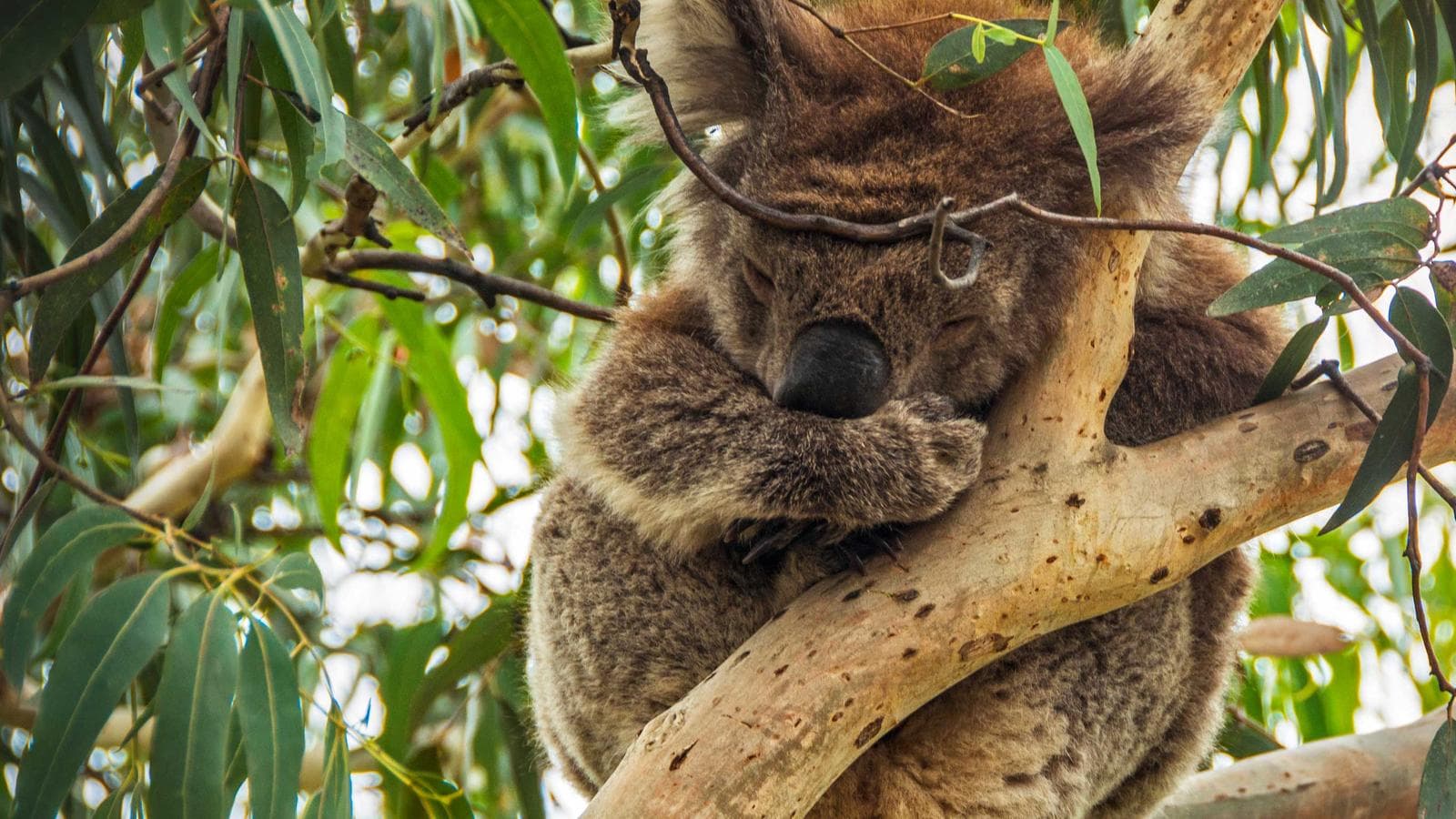 Banner image of Highlights of Australia and New Zealand