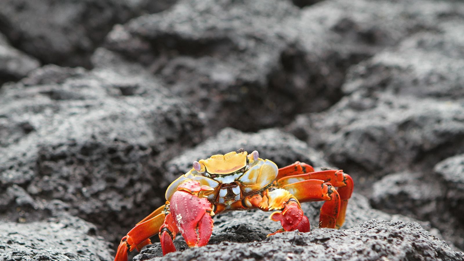 Banner image of Galápagos — West & Central Islands aboard the Monserrat