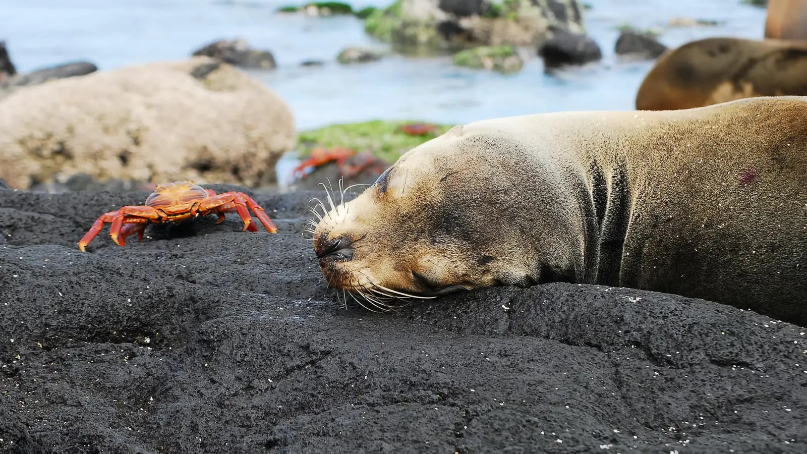 Banner image of Journeys: Wildlife of the Galápagos Islands