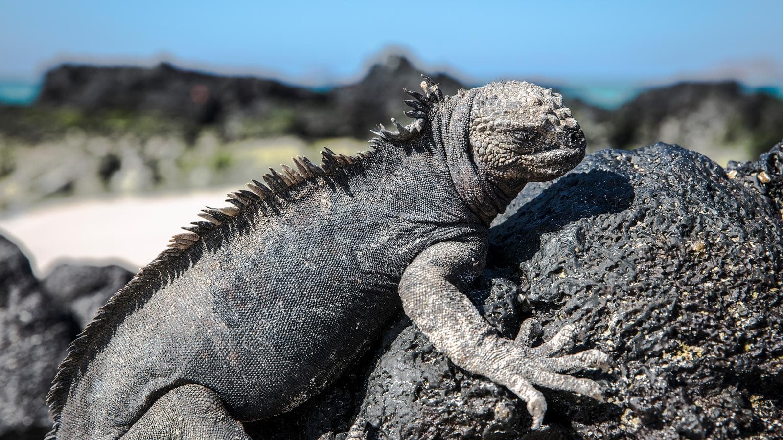 Banner image of Galápagos — North & Central Islands aboard the Eden