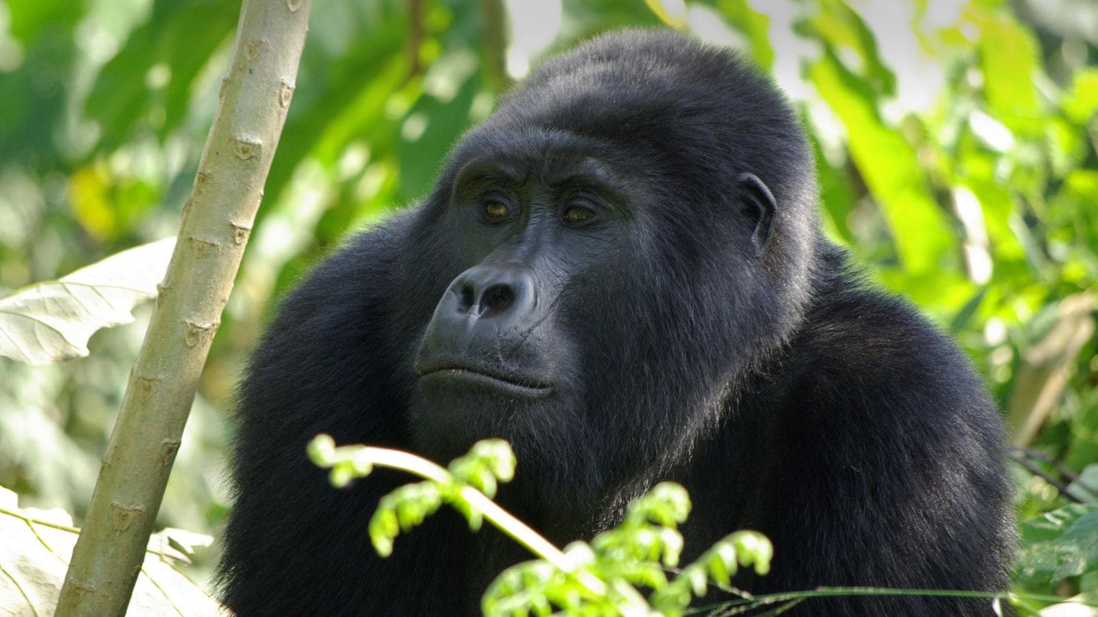 Banner image of Gorilla Trek Independent Adventure