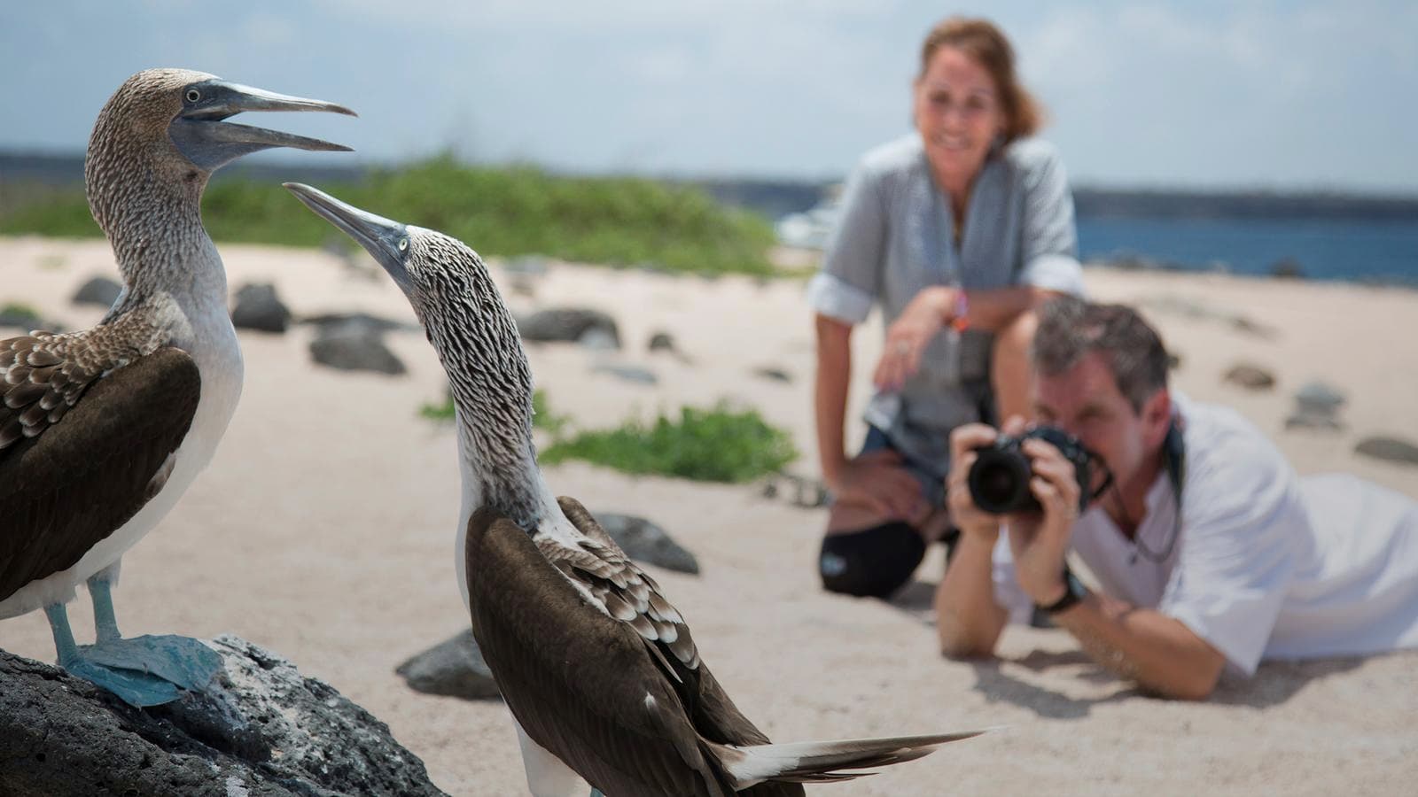 Banner image of The Galápagos: Wildlife of Santa Cruz & Isabela Islands
