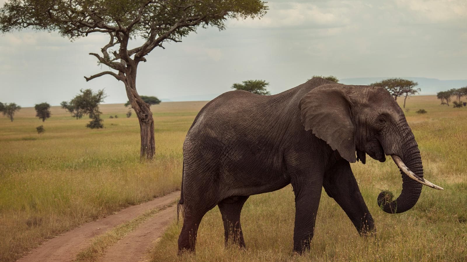 Banner image of Victoria Falls and Serengeti Adventure