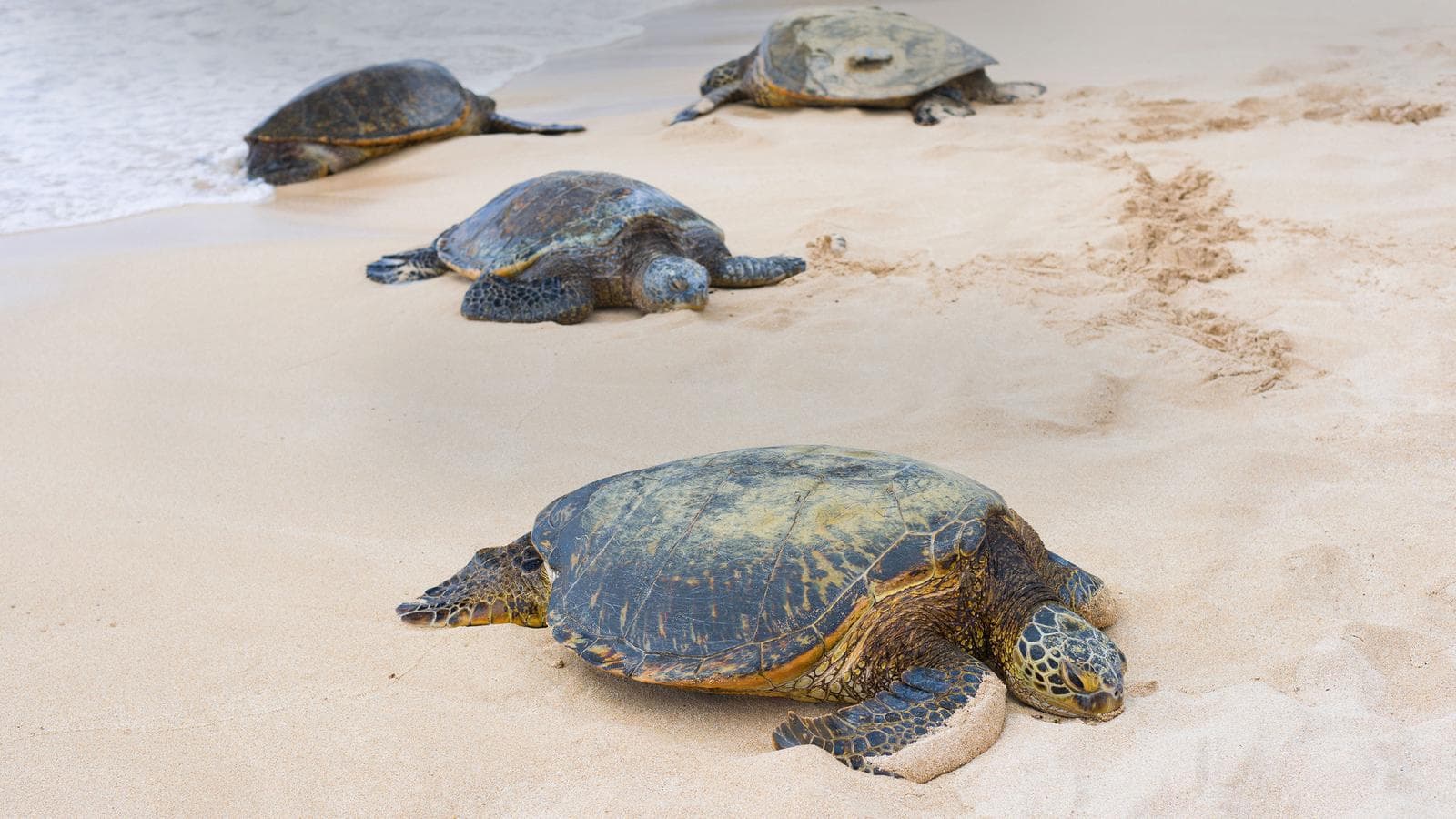 Banner image of Turtles & Tortuguero Independent Adventure