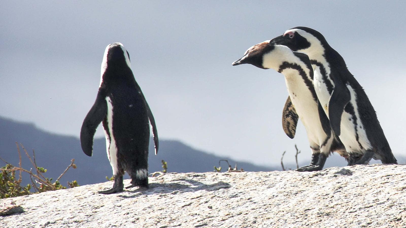 Banner image of Cape Town Nature And Wildlife Day Tour