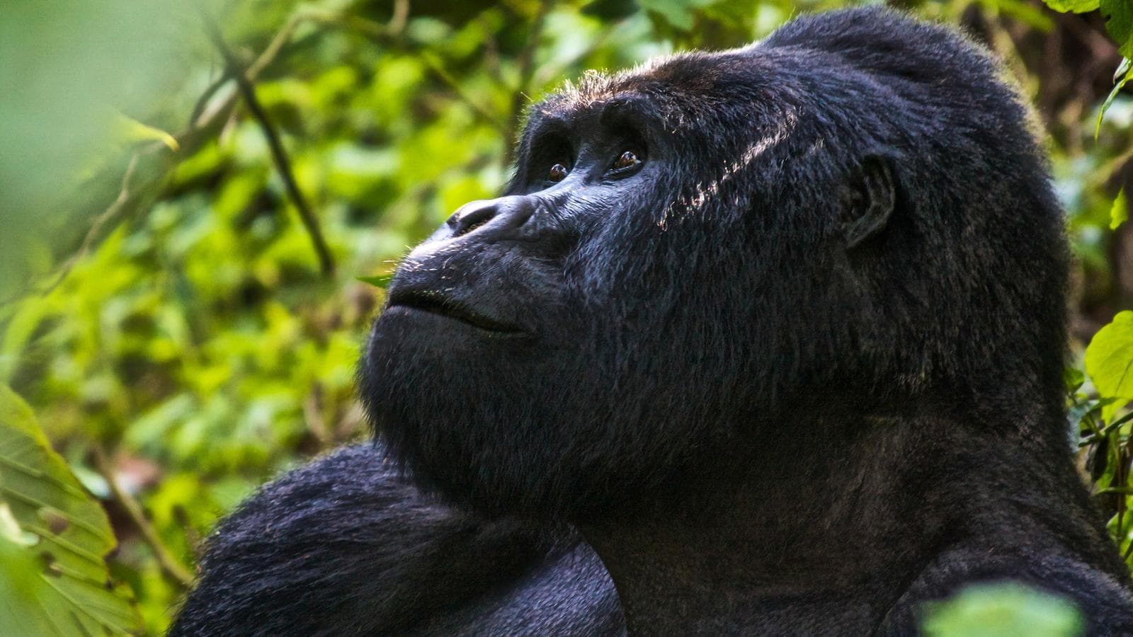 Banner image of Uganda Overland: Gorillas & Chimps