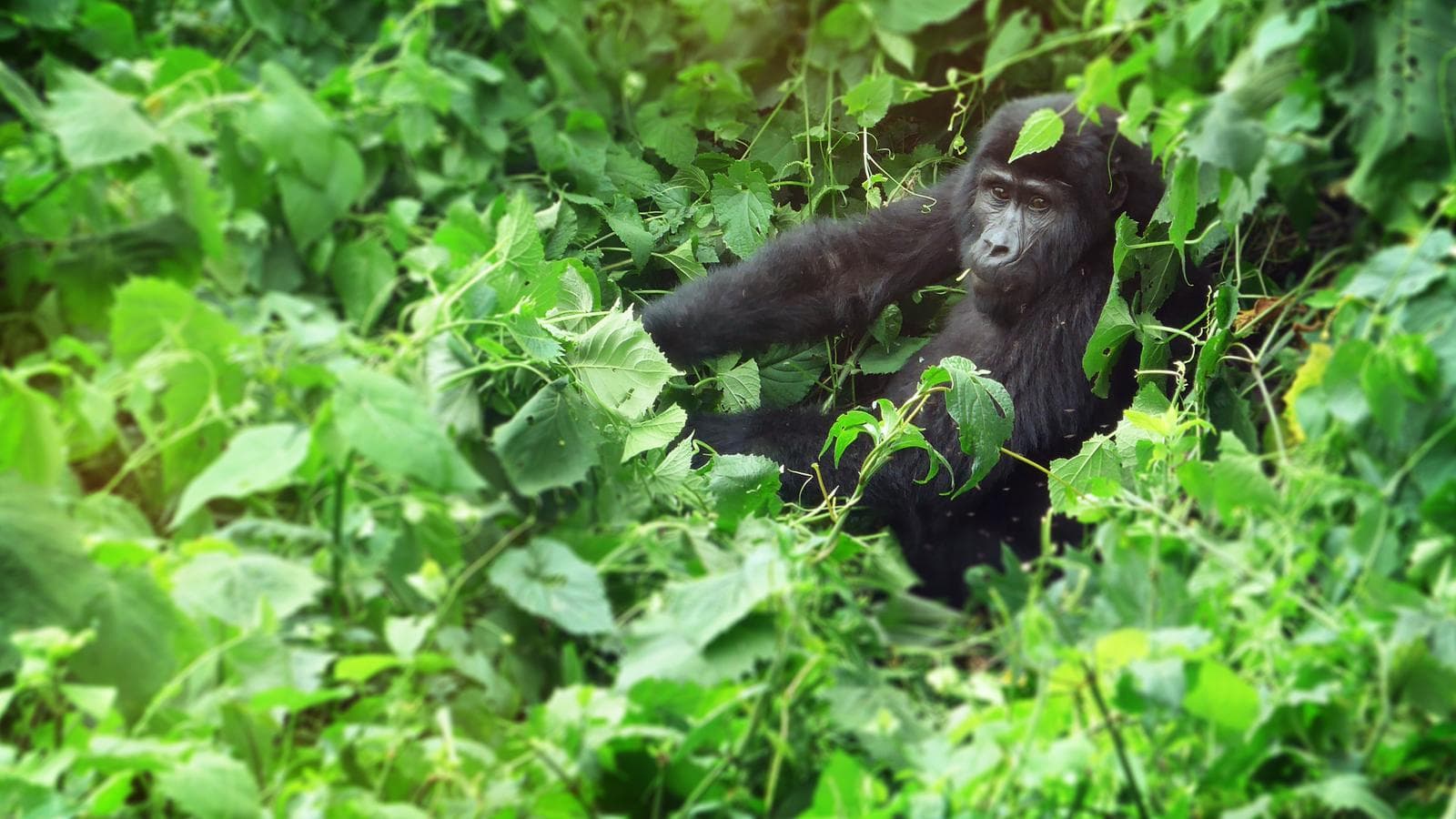 Banner image of Rwanda and Uganda Gorilla & Chimp Adventure