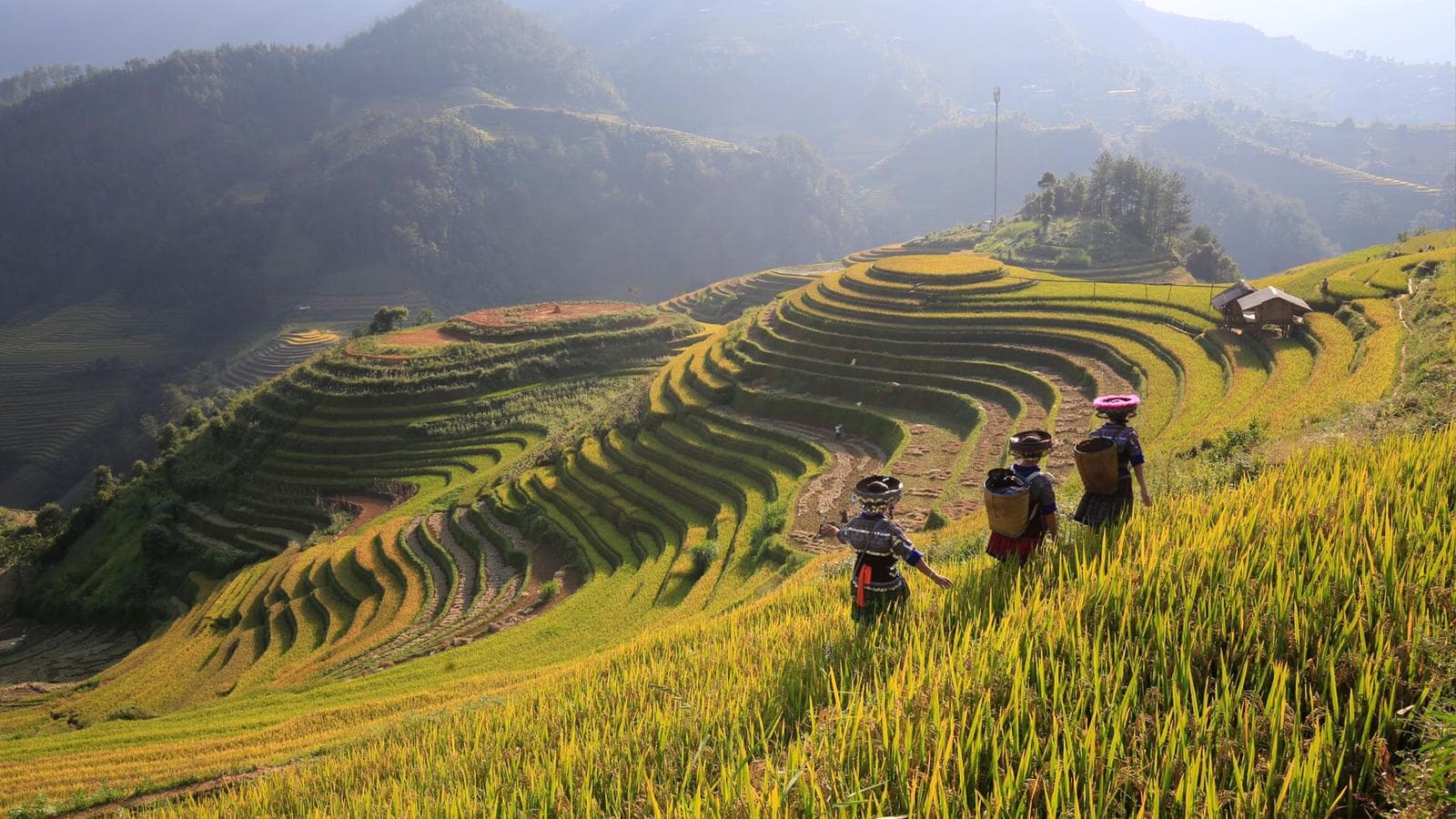 Banner image of North & Central Vietnam: Hanoi, Hoi An & Countryside Adventures