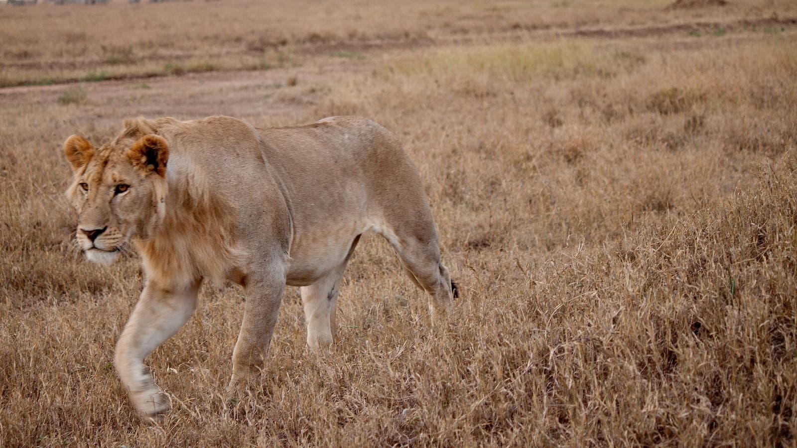 Banner image of Serengeti to Victoria Falls Overland: Night Stars & Spices