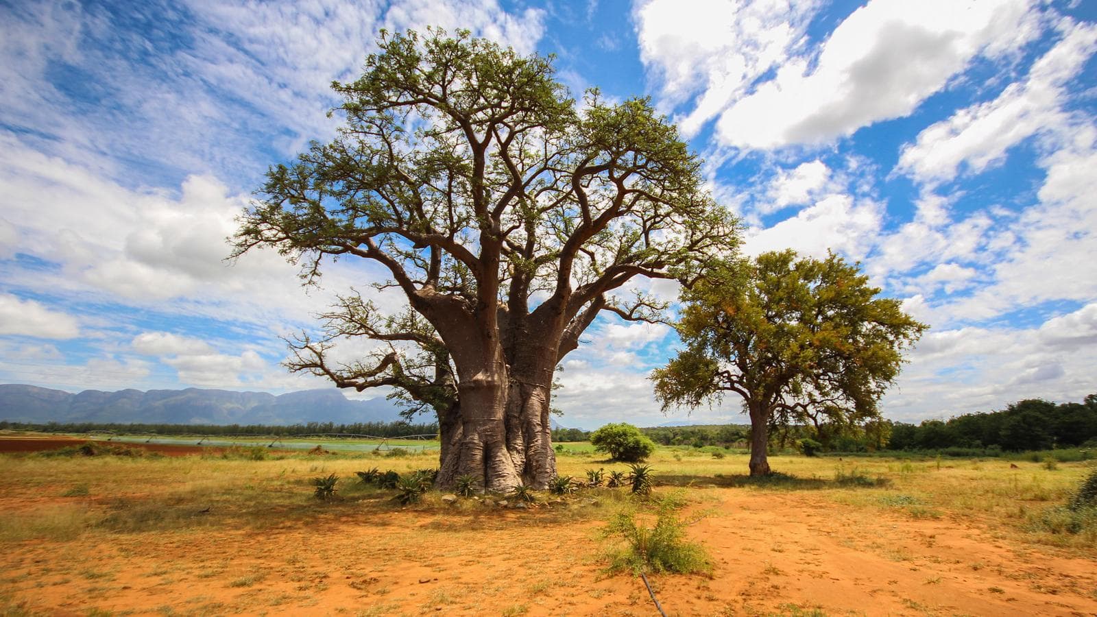 Banner image of Southern Africa: Cape Town to Vic Falls