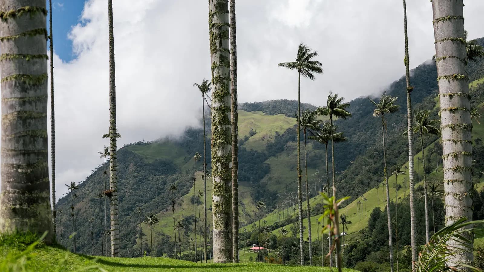 Banner image of Journeys: Explore Colombia