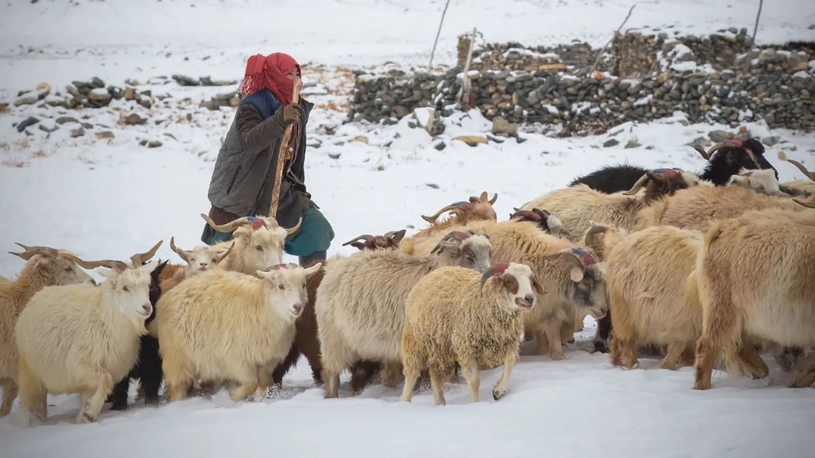 Banner image of Kashmir to Ladakh: Where Valleys Meet the Sky
