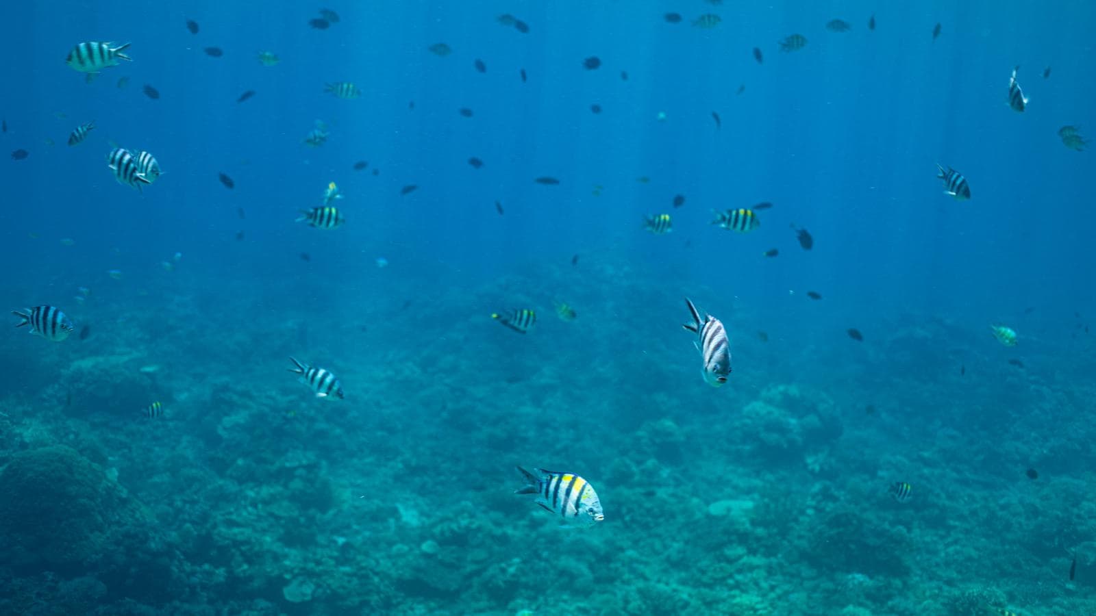 Banner image of Jamaica Encompassed