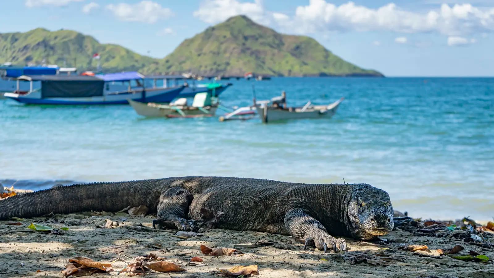Banner image of Bali to Flores: Trails, Tribal Villages & Dragon Lagoons