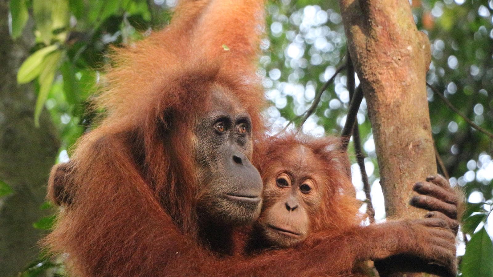 Banner image of Highlights of Sumatra