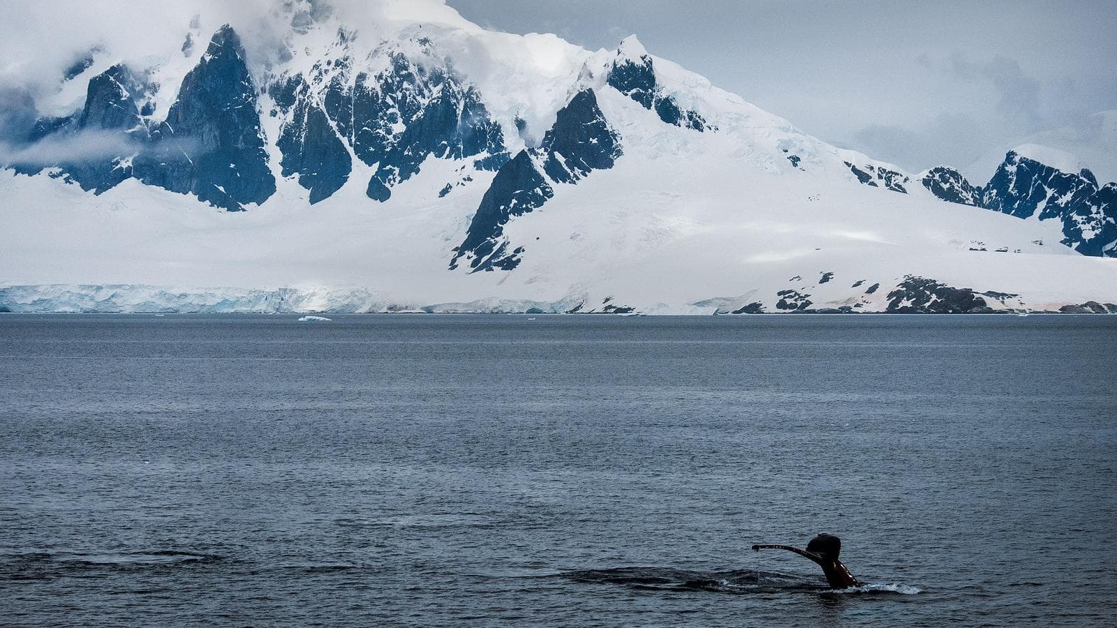 Banner image of Journey to the Antarctic Peninsula
