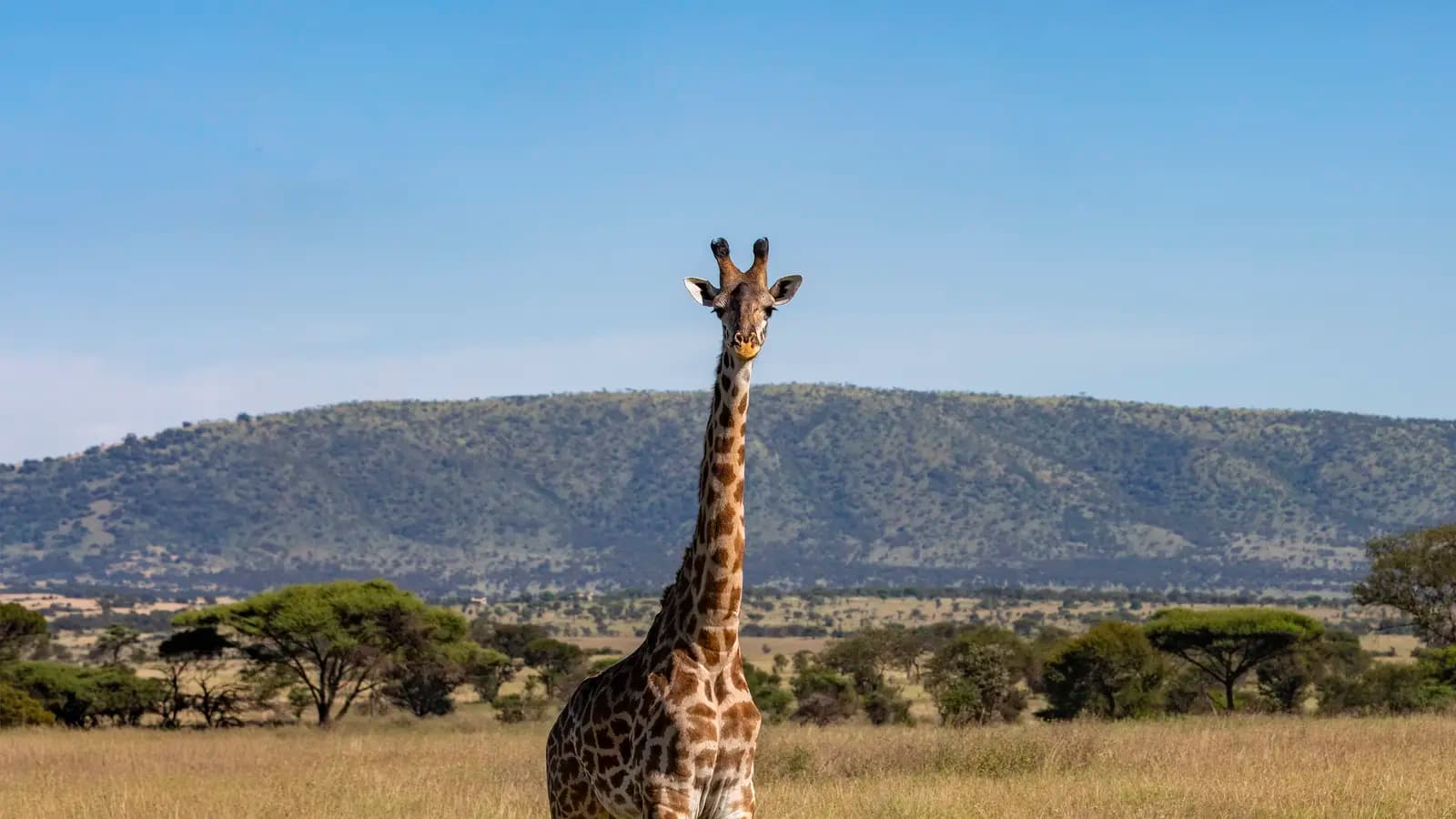 Banner image of Incredible Tanzania: Serengeti to Zanzibar