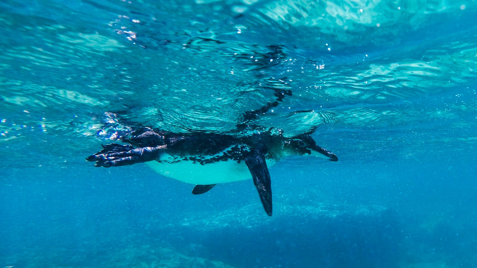 Banner image of Galápagos — Central Islands aboard the Xavier III