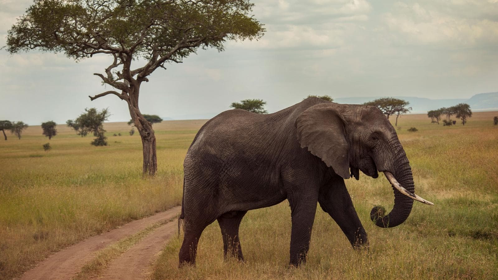 Banner image of Upgraded Serengeti Family Safari