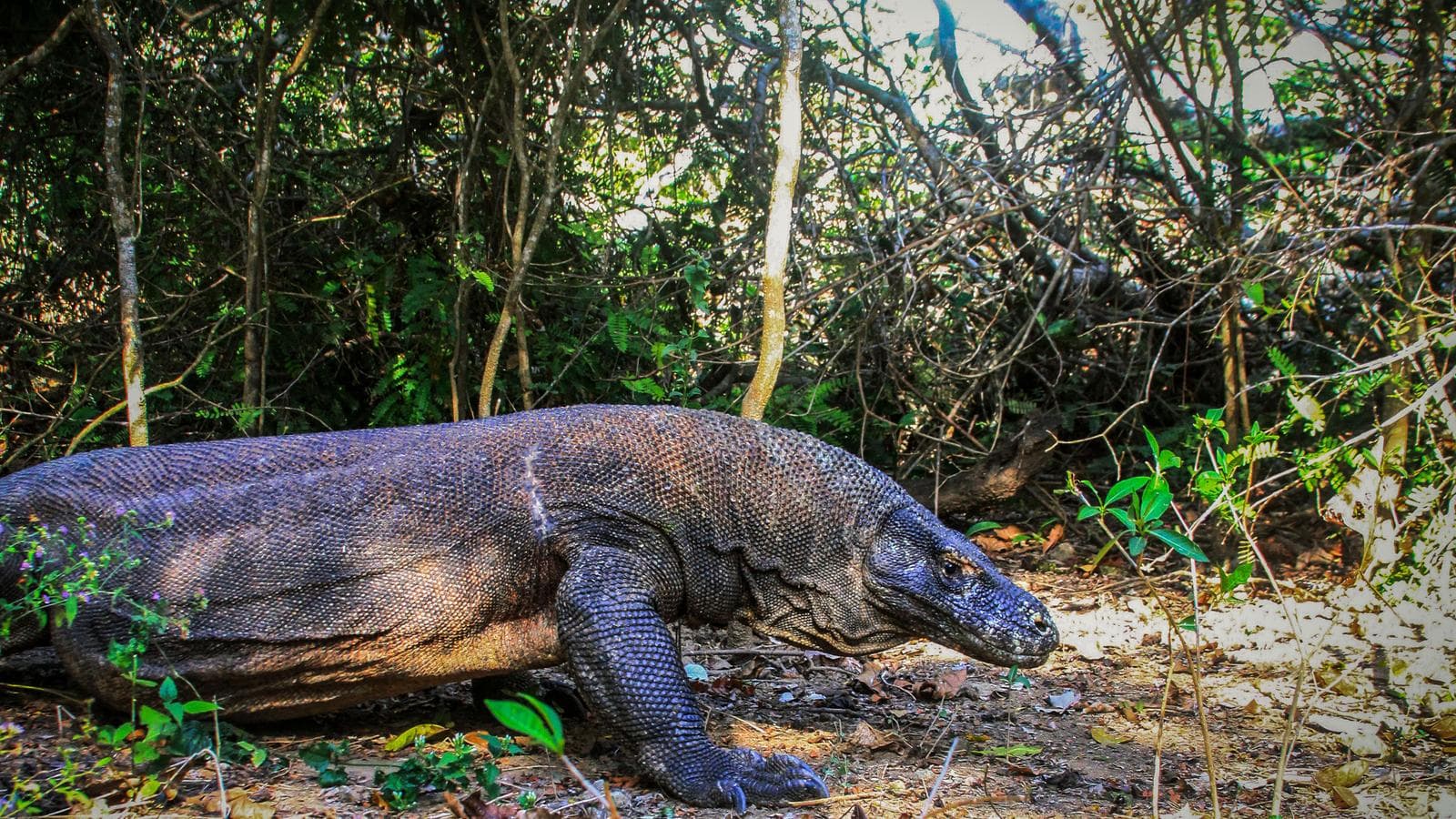 Banner image of Indonesia: Bali & Komodo Island