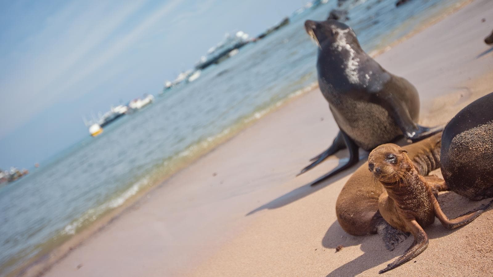 Banner image of Upgraded Land Galapagos
