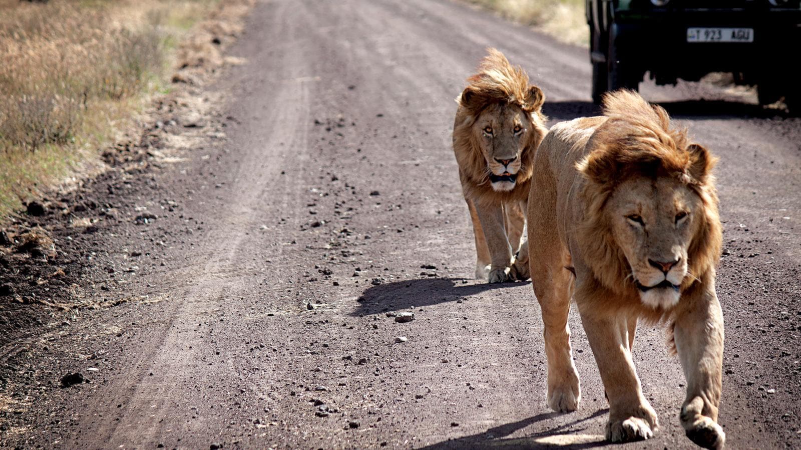 Banner image of Serengeti Safari to Zanzibar
