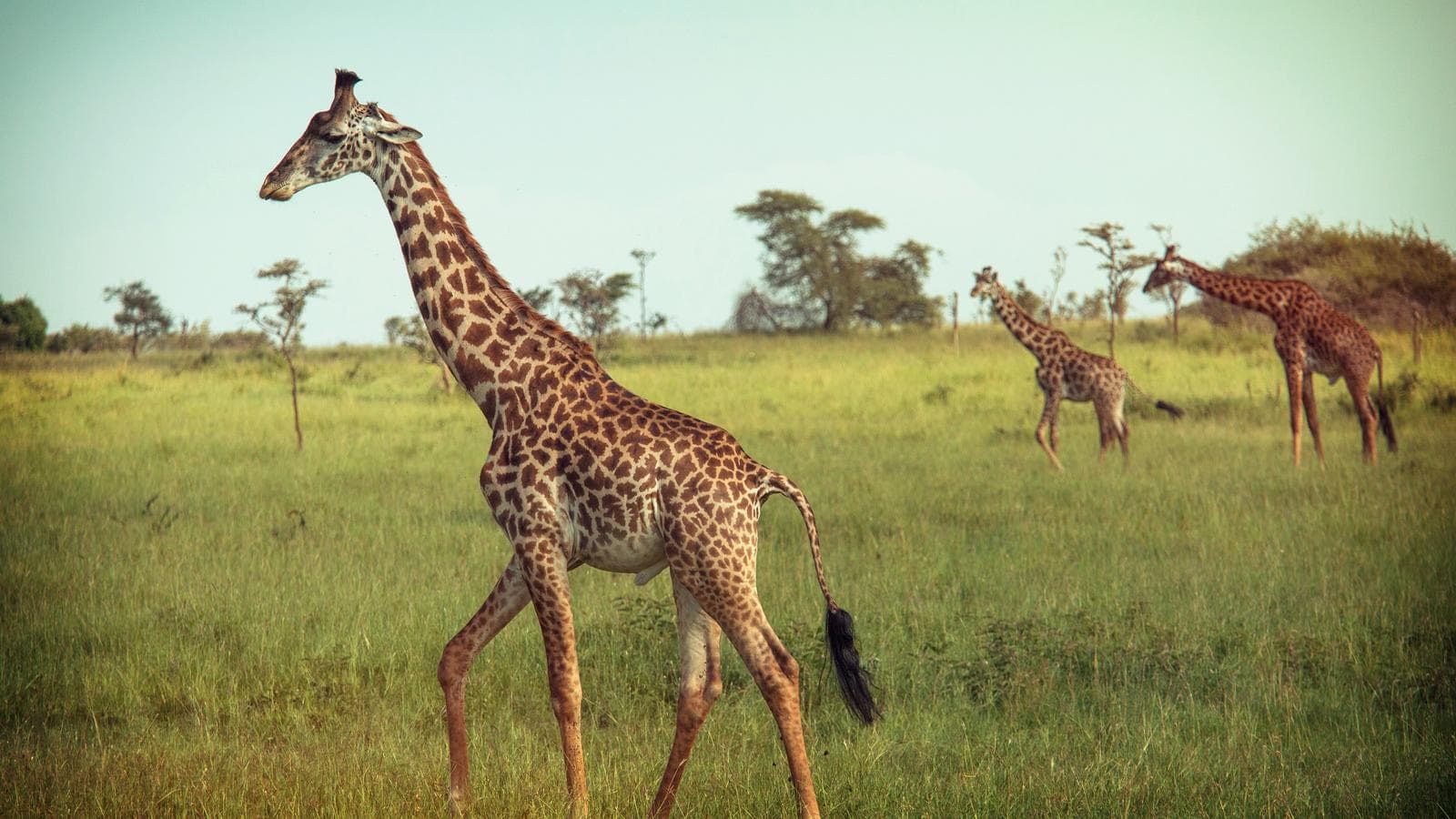 Banner image of Kenya & Tanzania Overland Express (Nairobi Loop)