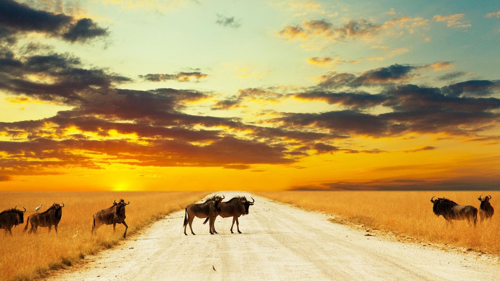 Banner image of Ultimate Africa
