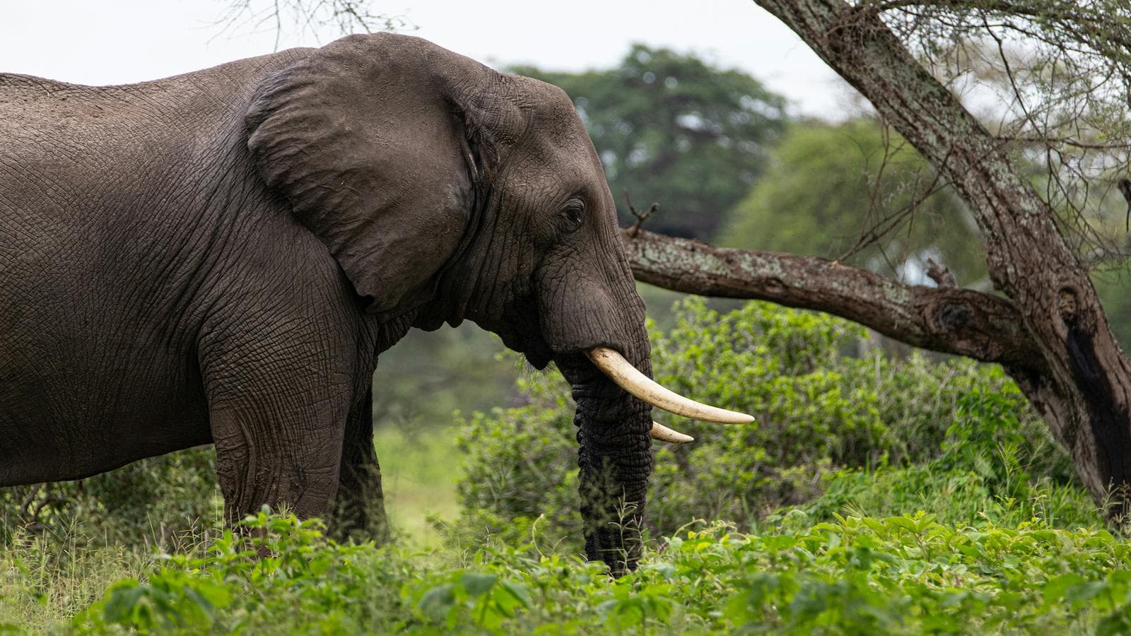 Banner image of Signature: Southern Africa’s Highlights, Cape Town to the Okavango Delta