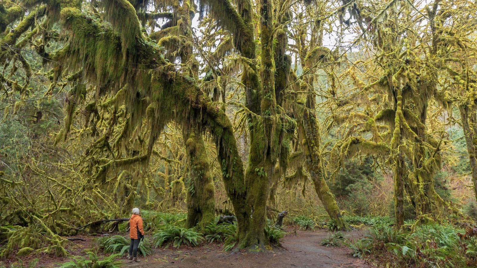 Banner image of Discover the Pacific Northwest