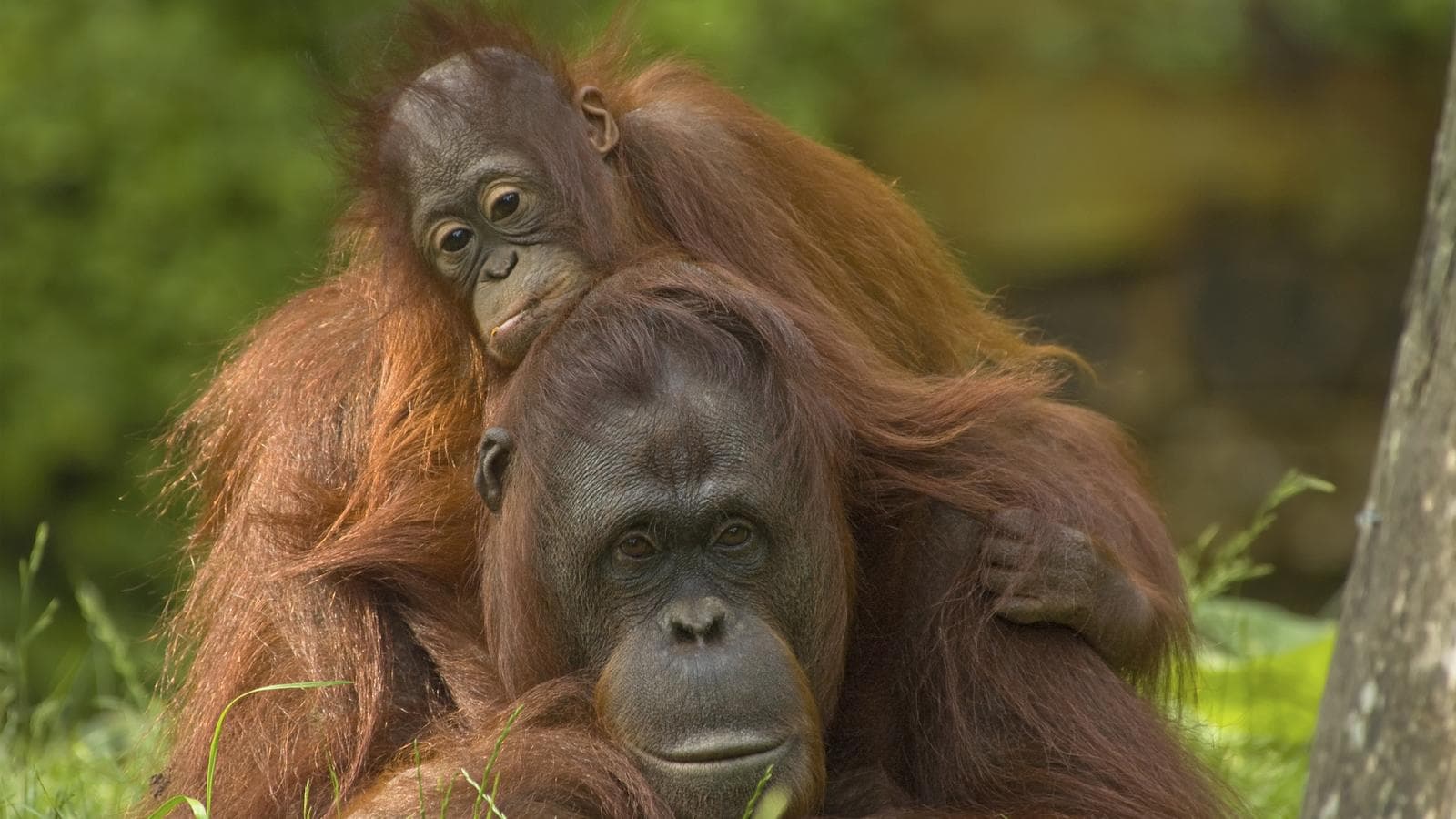Banner image of Best of Borneo
