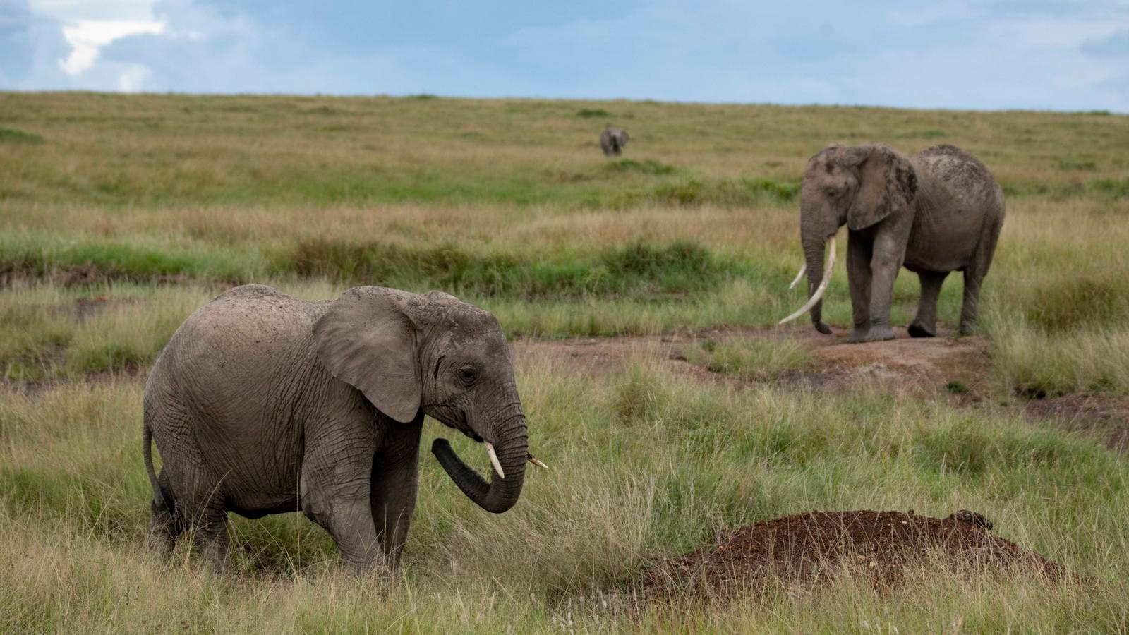 Banner image of Masai & Tanzania Camping Safari
