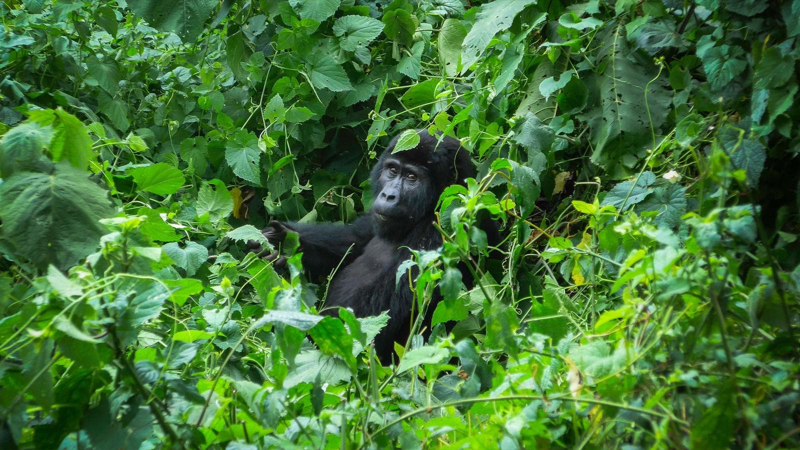 Banner image of Gorillas of Uganda Overland Safari & Participation Camping