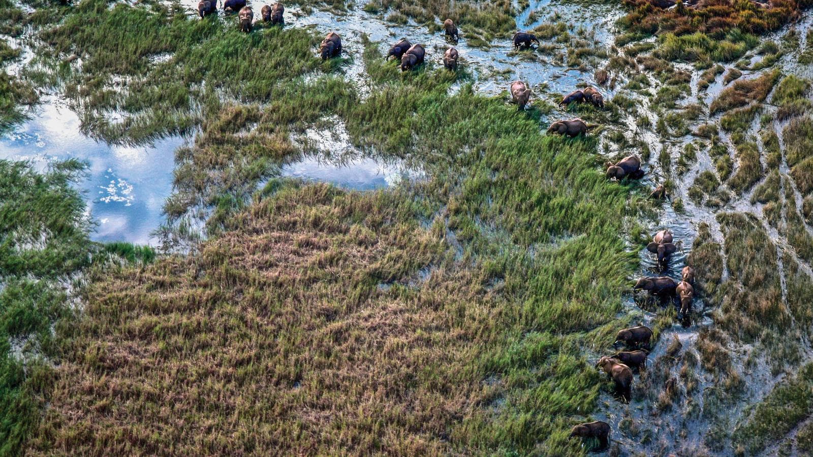 Banner image of Botswana Safari Experience