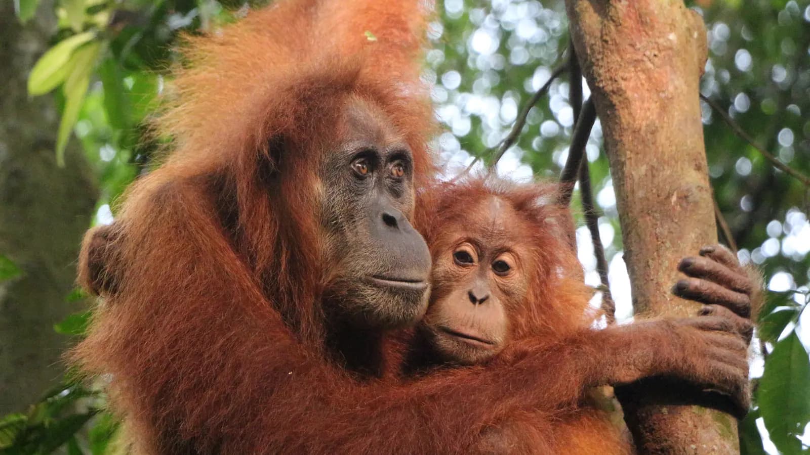 Banner image of Sumatra’s Wild Side: Orangutans, Rivers & Rural Life