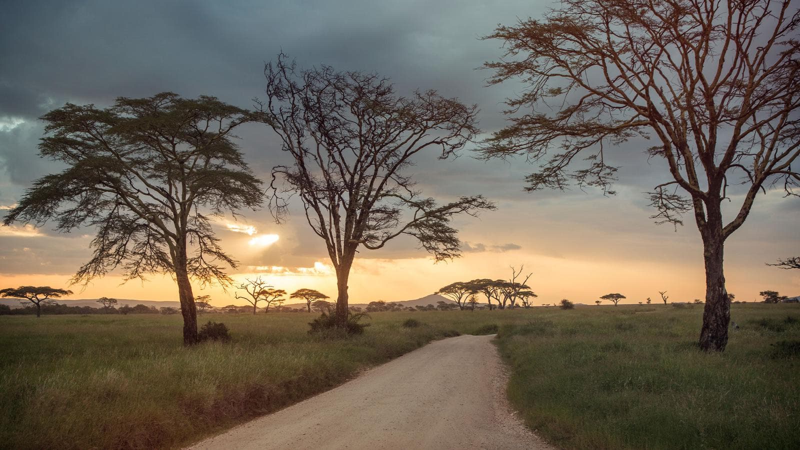 Banner image of Upgraded East Africa Safari