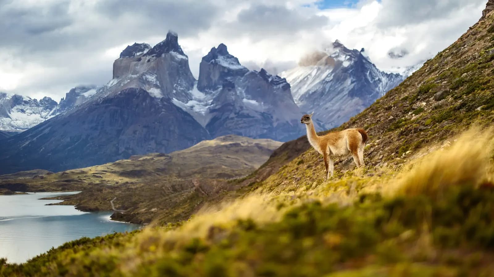 Banner image of Signature: Argentina, Chile & the Heart of Patagonia