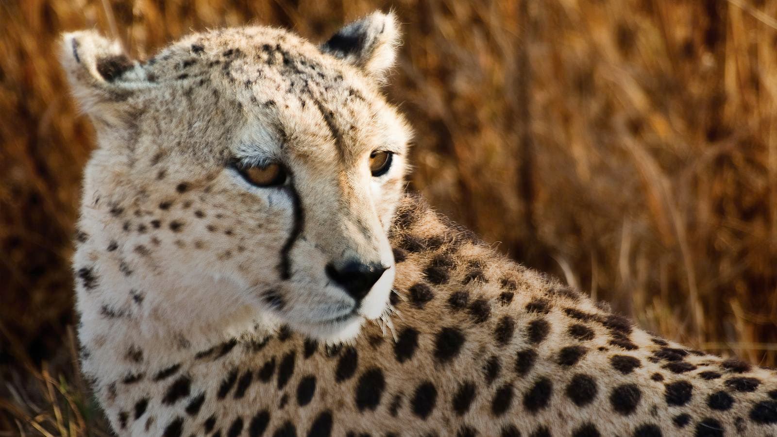 Banner image of East Africa: Safari Drives, Mountain Hikes & Chimp Trekking