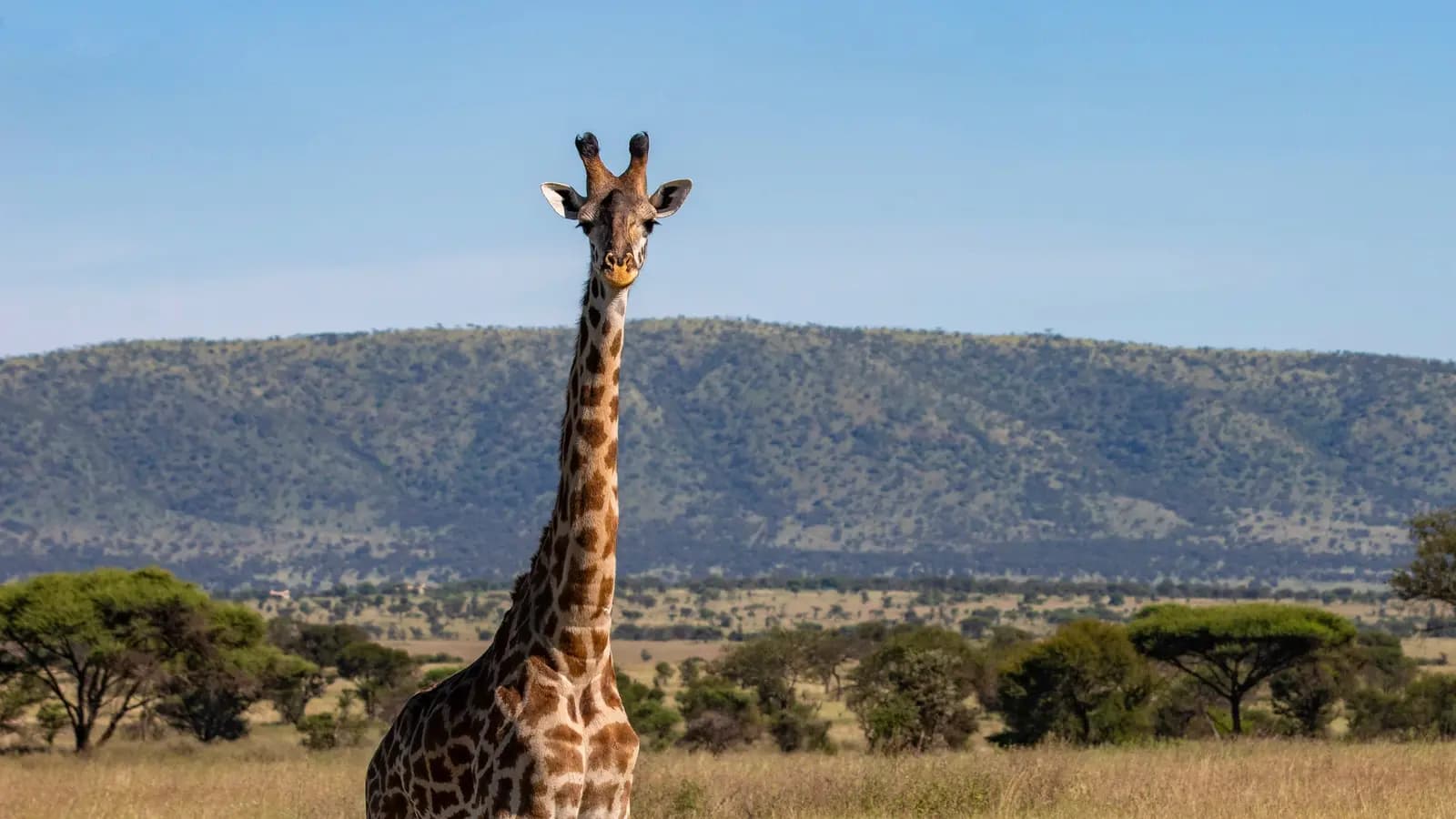 Banner image of Tanzania: Kilimanjaro's Machame Route & Serengeti Wildlife