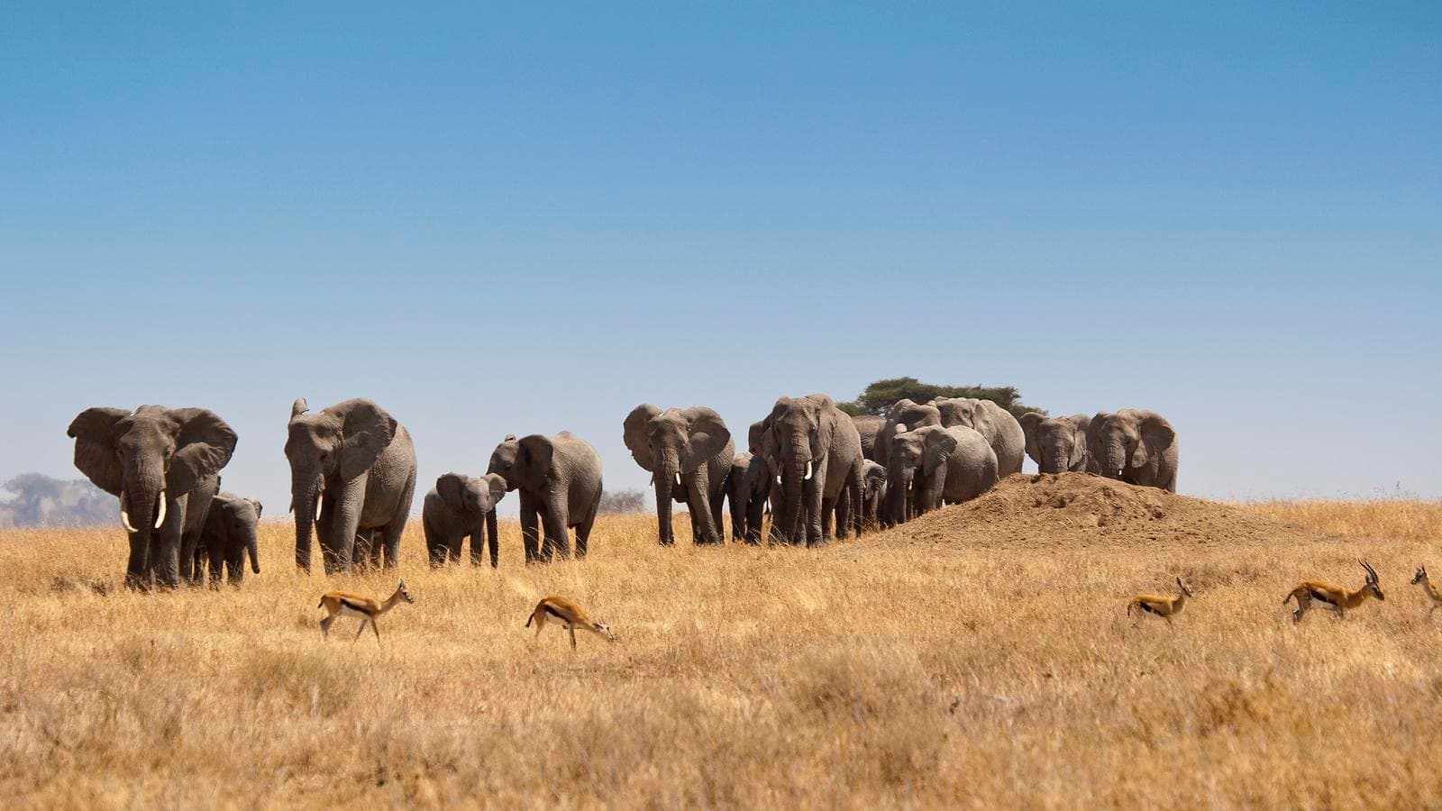 Banner image of Journeys: Kenya & Tanzania Safari