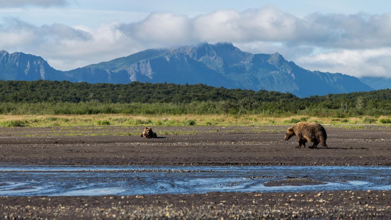 Banner image of Highlights of Alaska