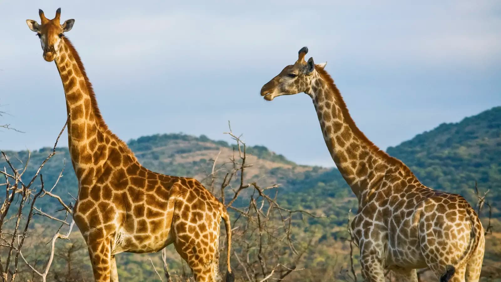 Banner image of Wildlife of Kenya & Tanzania: Nakuru to Serengeti