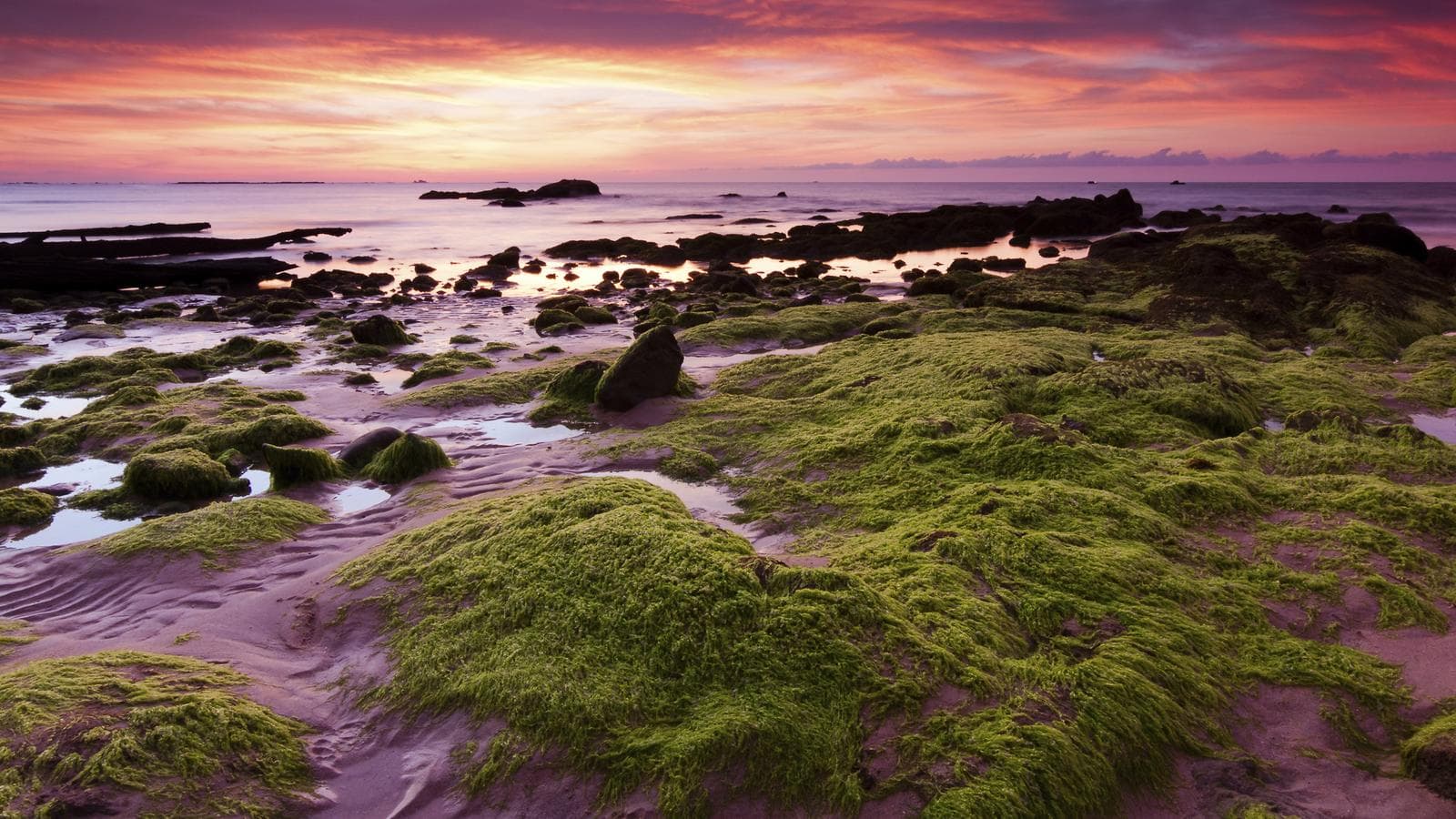 Banner image of Wonders of Borneo