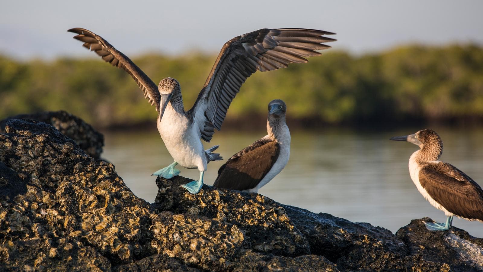 Banner image of Galápagos Express Adventure: Wilderness & Wildlife