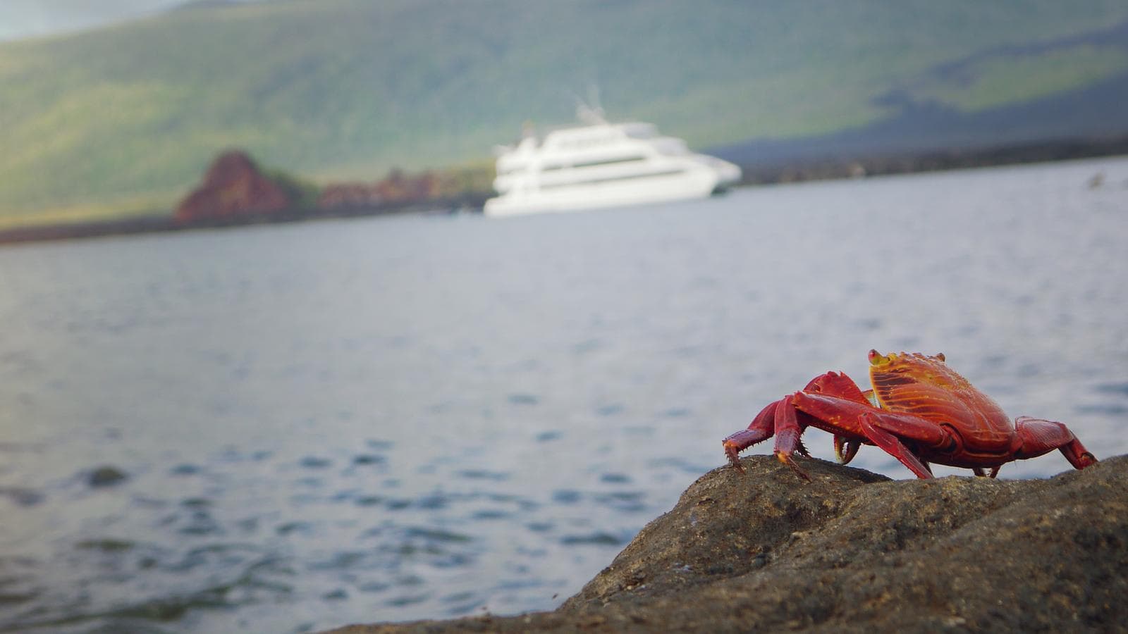 Banner image of Ecuador and Galápagos Explorer
