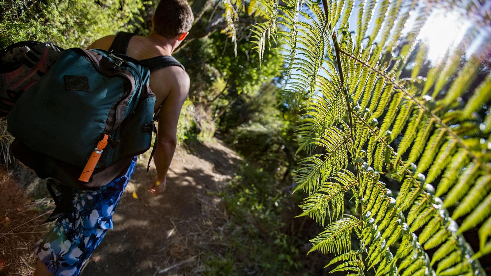 Banner image of Australia And New Zealand: Bushwalks & Beaches