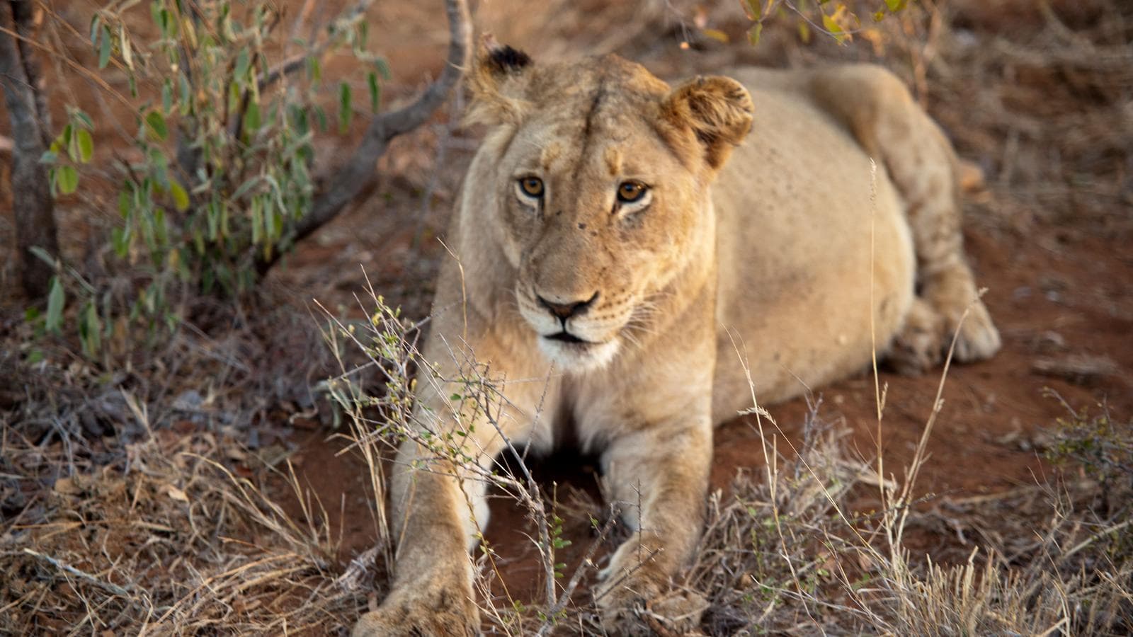 Banner image of Southern Africa Adventure