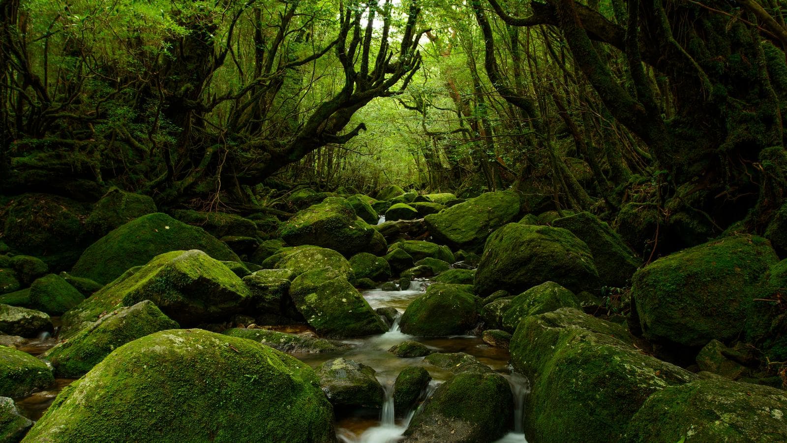 Banner image of Explore Southern Japan