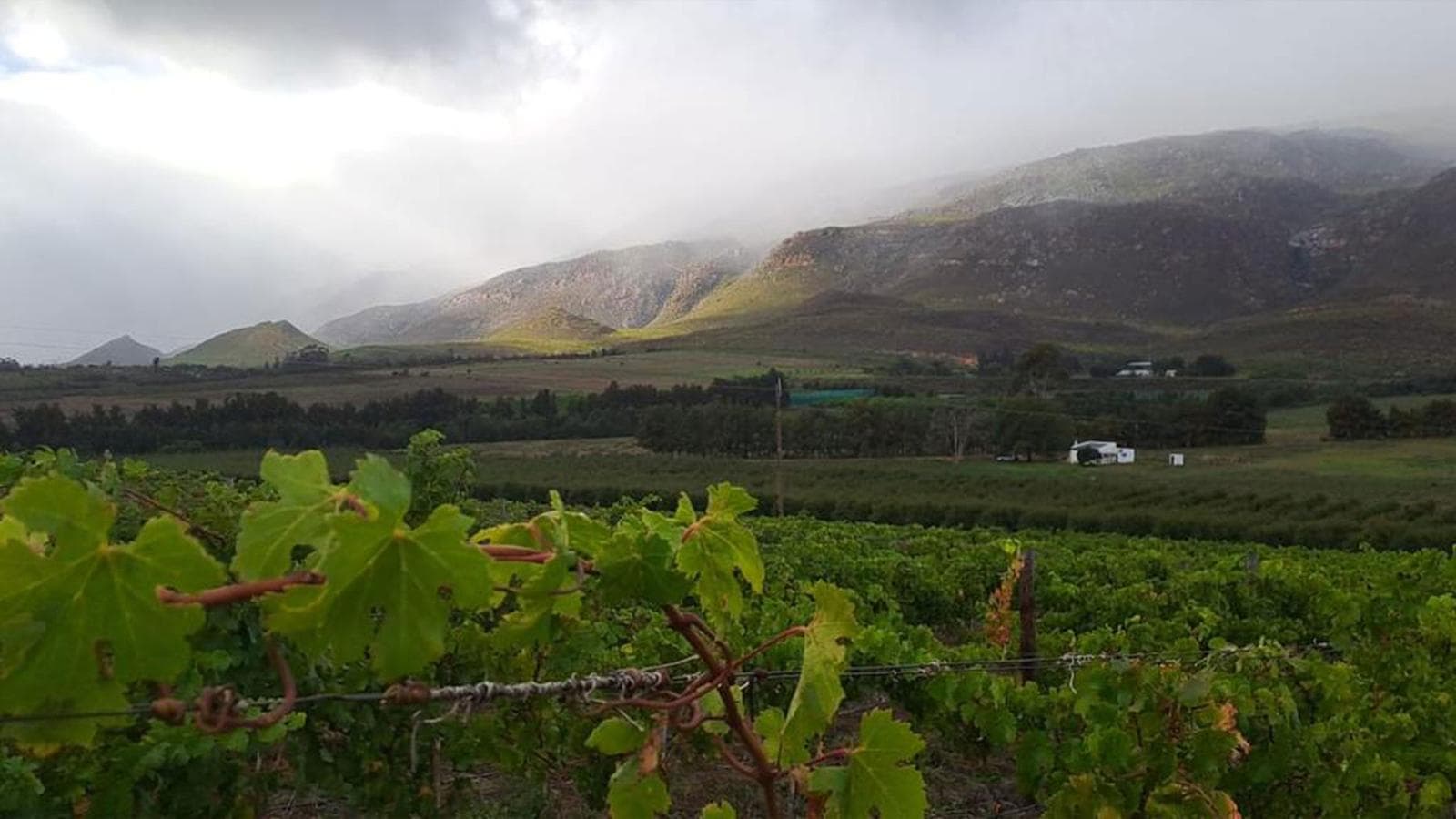 Banner image of South Africa: Cape Town & The Garden Route